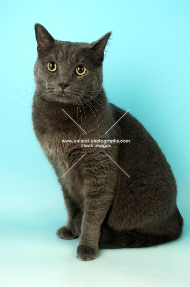 blue non pedigree cat sitting on blue background