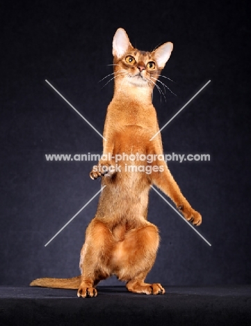 Abyssinian standing up