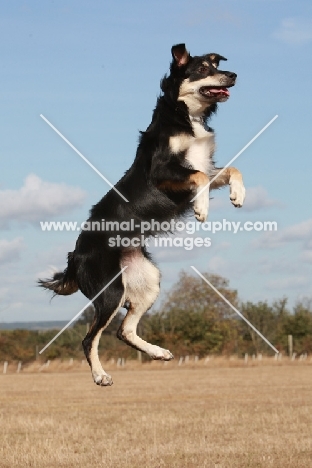 Crossbreed jumping up