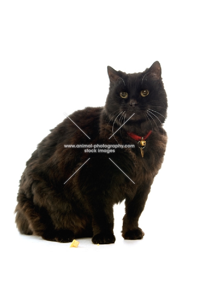 black cat wearing collar with bell