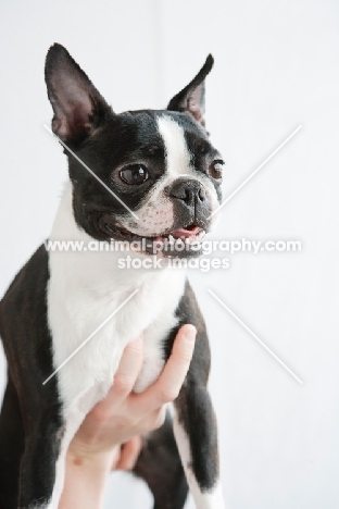 Boston Terrier being held up