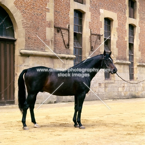 tryptic, french thoroughbred at haras du pin