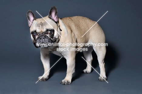 French Bulldog