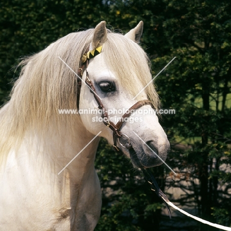 welsh mountain pony, stallion at pendock stud, 