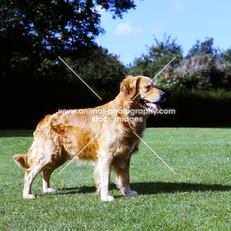 golden retriever standing on grass