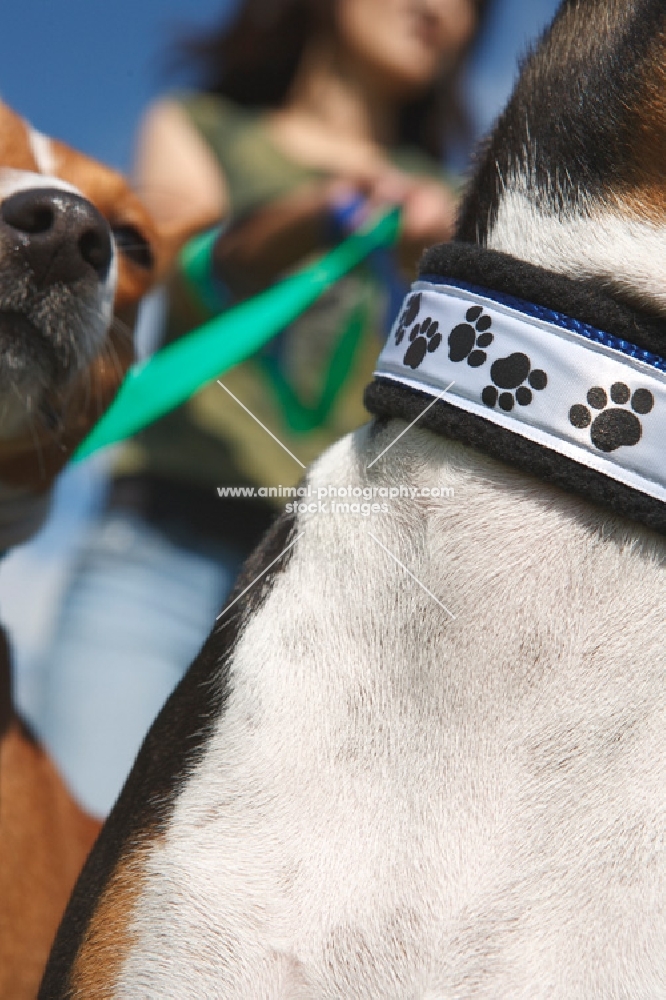 close up of dogs on lead