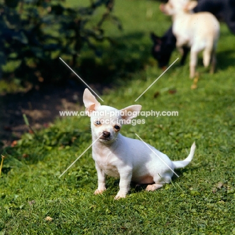 chihuahua puppy looking pathetic