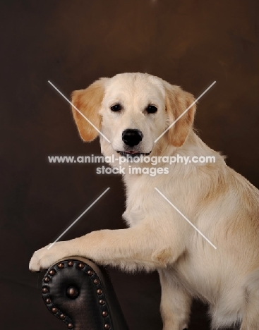 young Golden Retriever