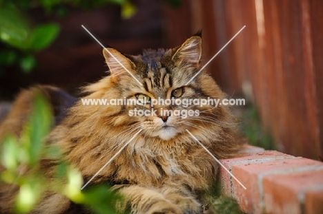 Maine Coon