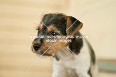 Jack Russell puppy