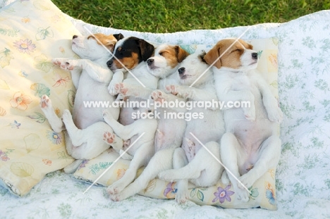 jack russell terriers