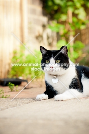 black and white non pedigree cat lying in garden