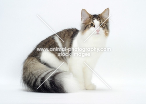 Brown Mackerel Tabby & White Norwegian Forest Cat sitting on white bckground