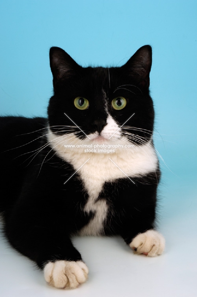 bi-coloured cat on blue background