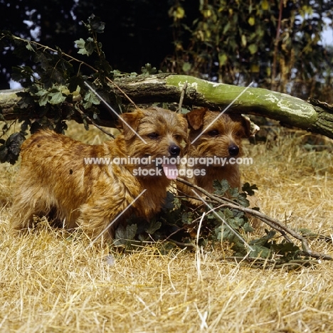 two norfolk terriers standing under a branch