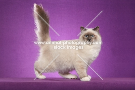 Side view of Birman cat on purple background 