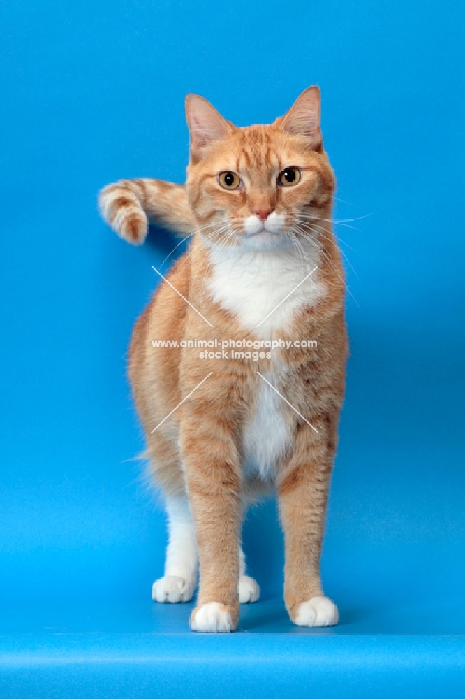 Red Mackerel Tabby & White Cat, standing