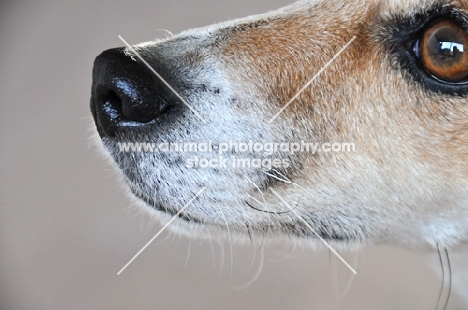 Close up of Jack Russell's muzzle