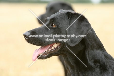 black Labrador Retriever portrait, profile