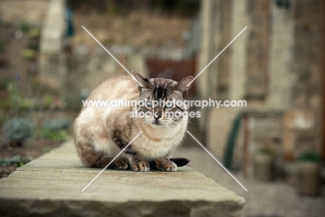 Bengal cat crouching outside