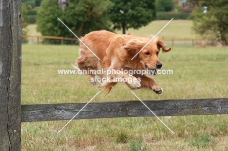 Golden retriever jumping fence