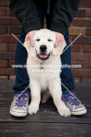 Owner playing with Golden retriever puppy.