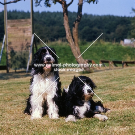 two cross bred dogs, english springer spaniel x bearded collie, one lying, one sitting 