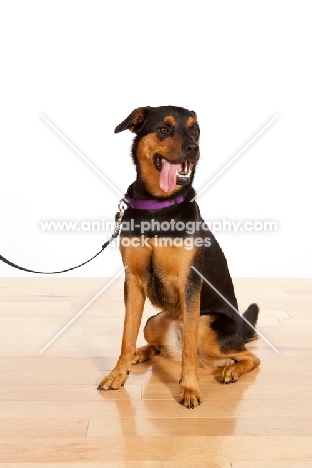 Rottweiler Mix sitting on wooden floor