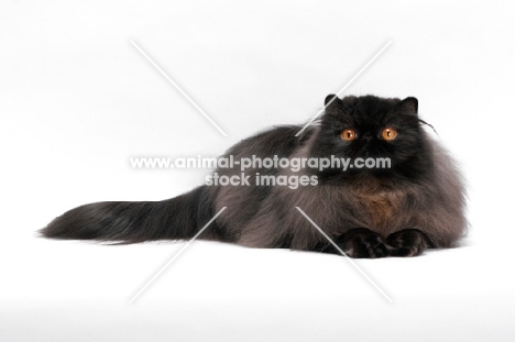 female black persian cat, looking up