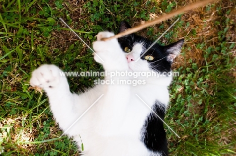 bi-coloured short haired cat playing