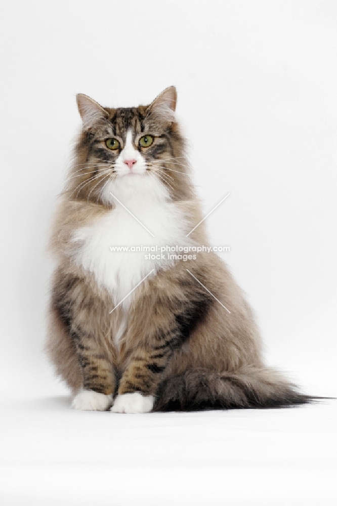 Brown Mackerel Tabby & White Norwegian Forest Cat on white background