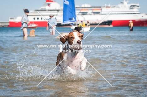 Beagle/spaniel cross running in water