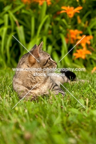 tabby cat lying on garden