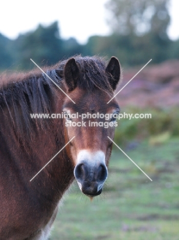 Exmoor Pony portrait