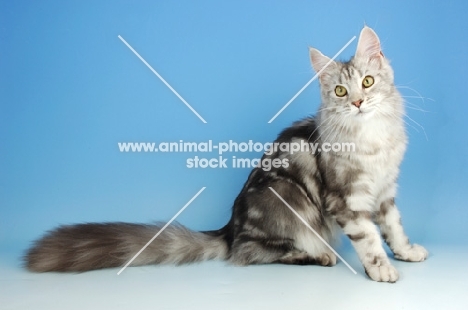 silver tabby maine coon, sitting on blue background