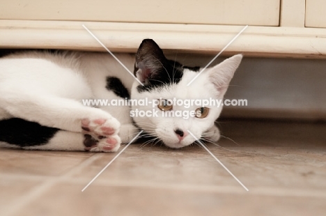 bi-coloured short haired cat lying underneath cupboard