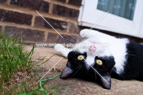 bi-coloured short haired cat lying on back