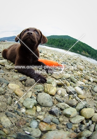 Chocolate Labrador Retriever puppy lying on the beach.