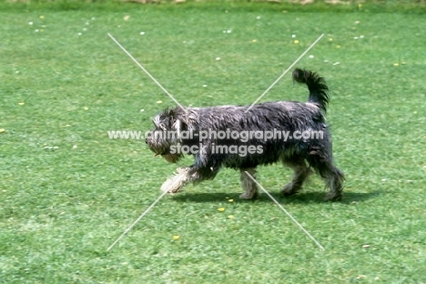 undocked miniature schnauzer in pet clip trotting across lawn