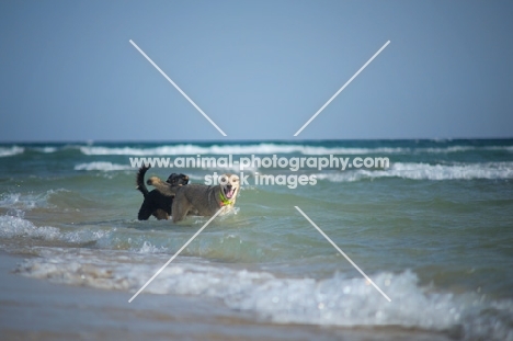 Two happy dogs in the sea, waves in the backgroun