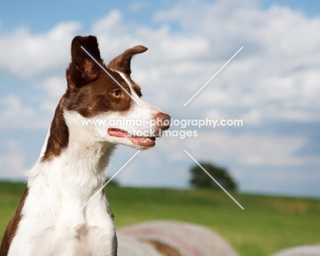 Border Collie