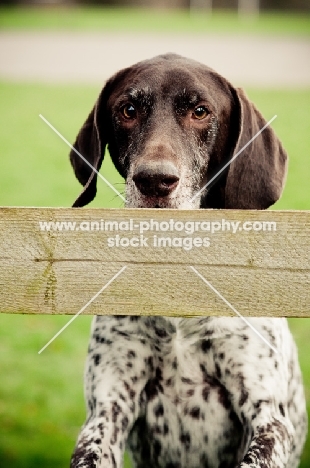 German Shorthaired Pointer behind fence