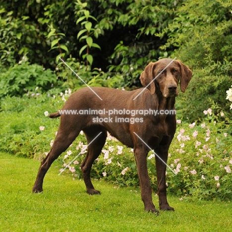 German Pointer in garden