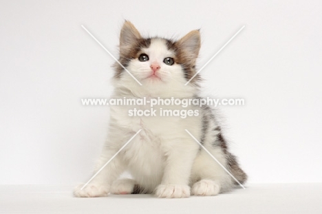 Brown Tabby & White Norwegian Forest kitten, sitting on white background