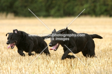 two Labrador Retrievers running in field