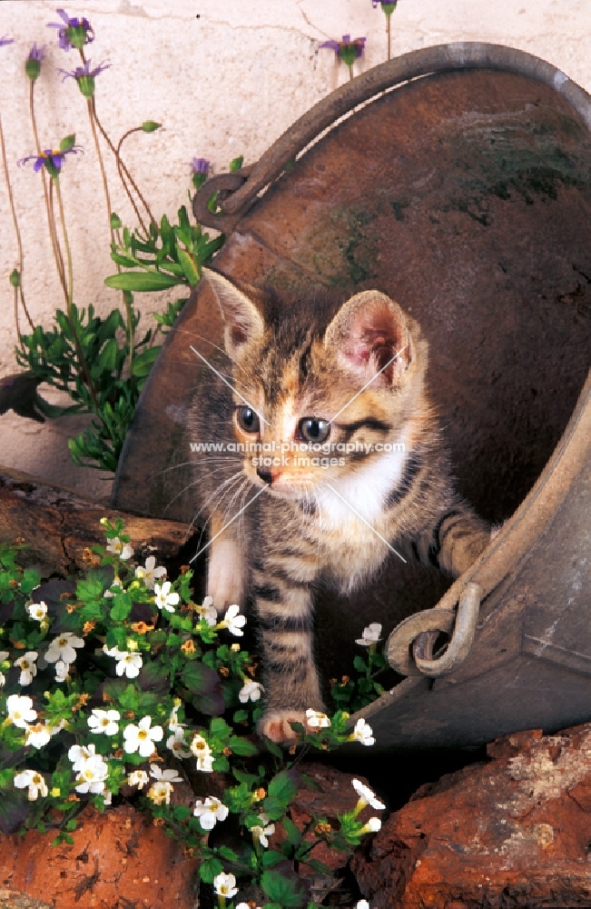 kitten in a bucket