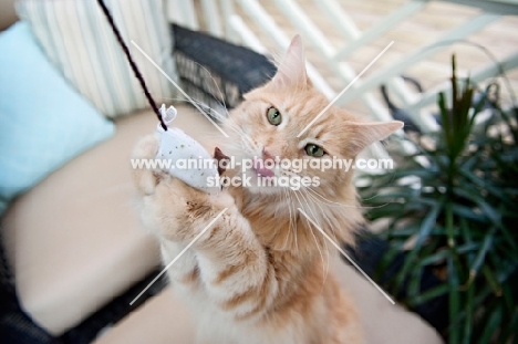 orange tabby playing with toy