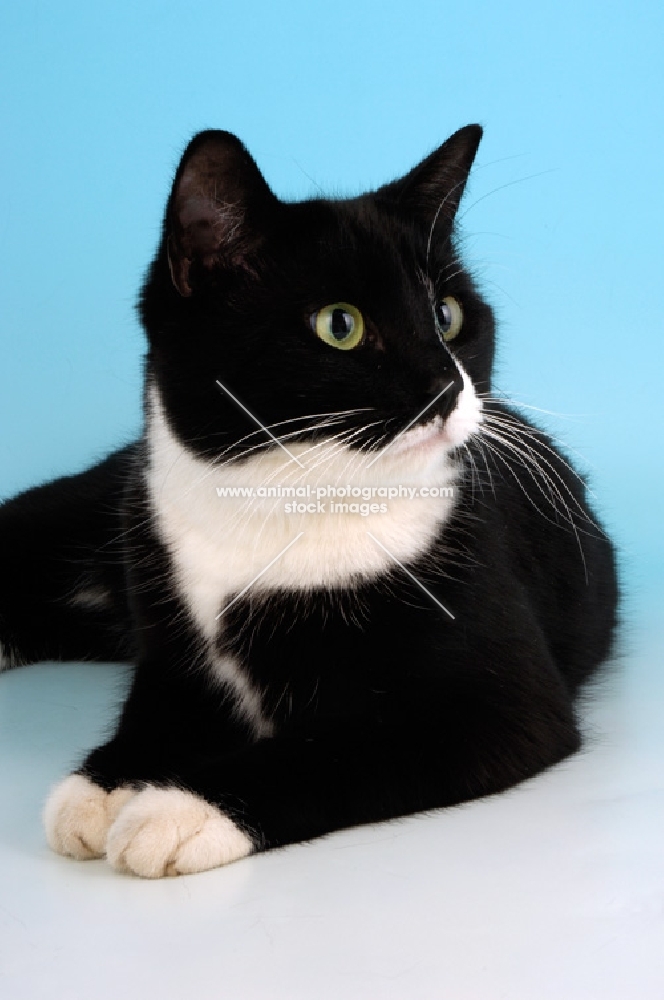 bi-coloured cat on blue background, looking aside