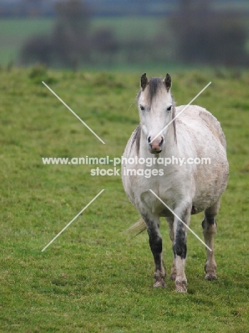 Welsh Mountain Pony