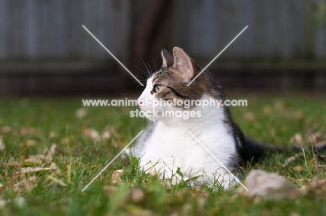 tabby and white household cat in garden